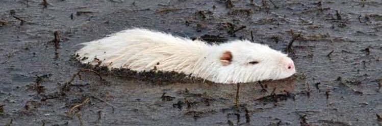 Кобра-чикен banner