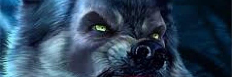 KimSchrewelius's profile banner image