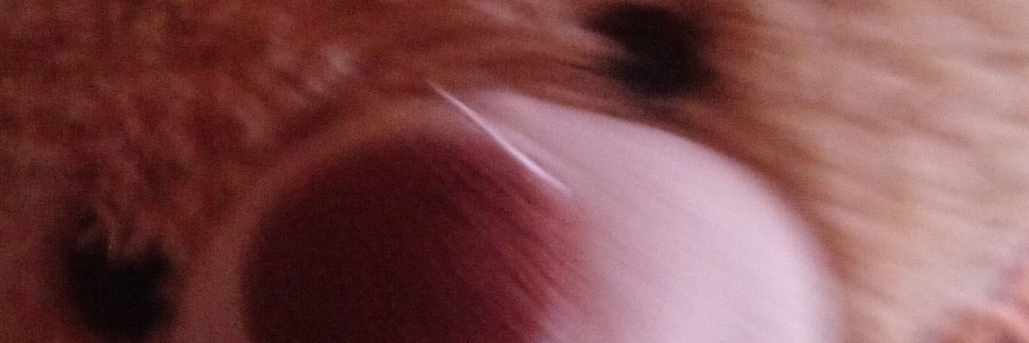 torerito09's profile banner image