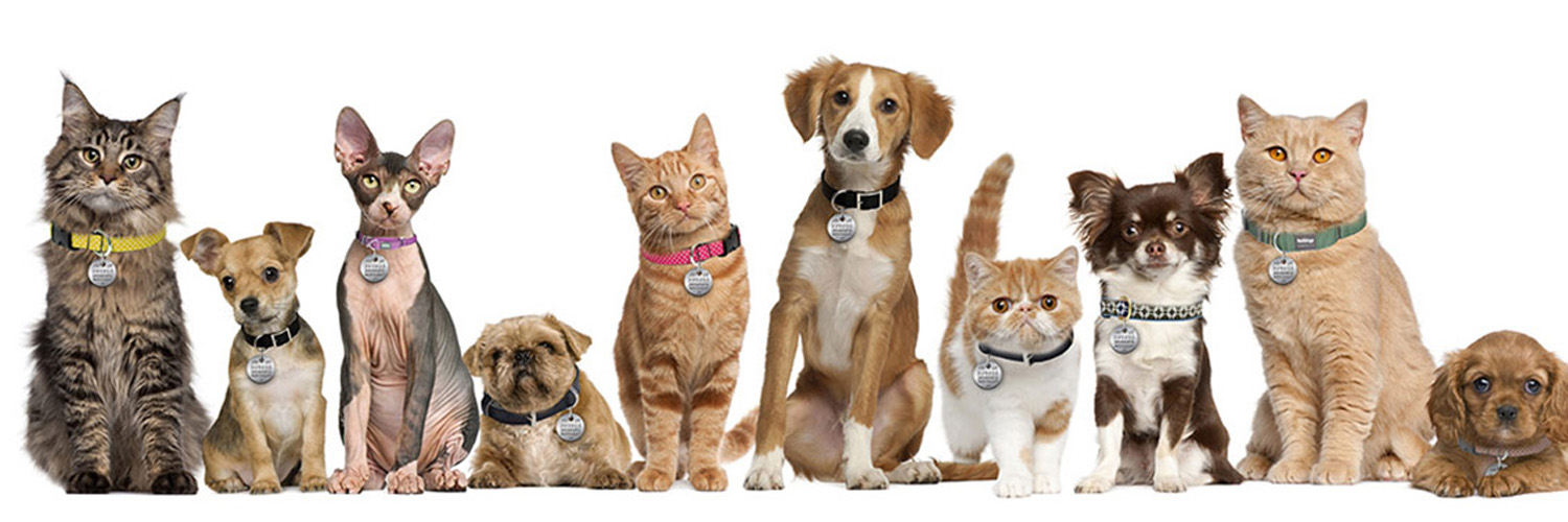Regional Animal Services of King County banner