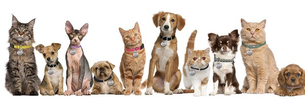 KingCountyPets Profile Banner