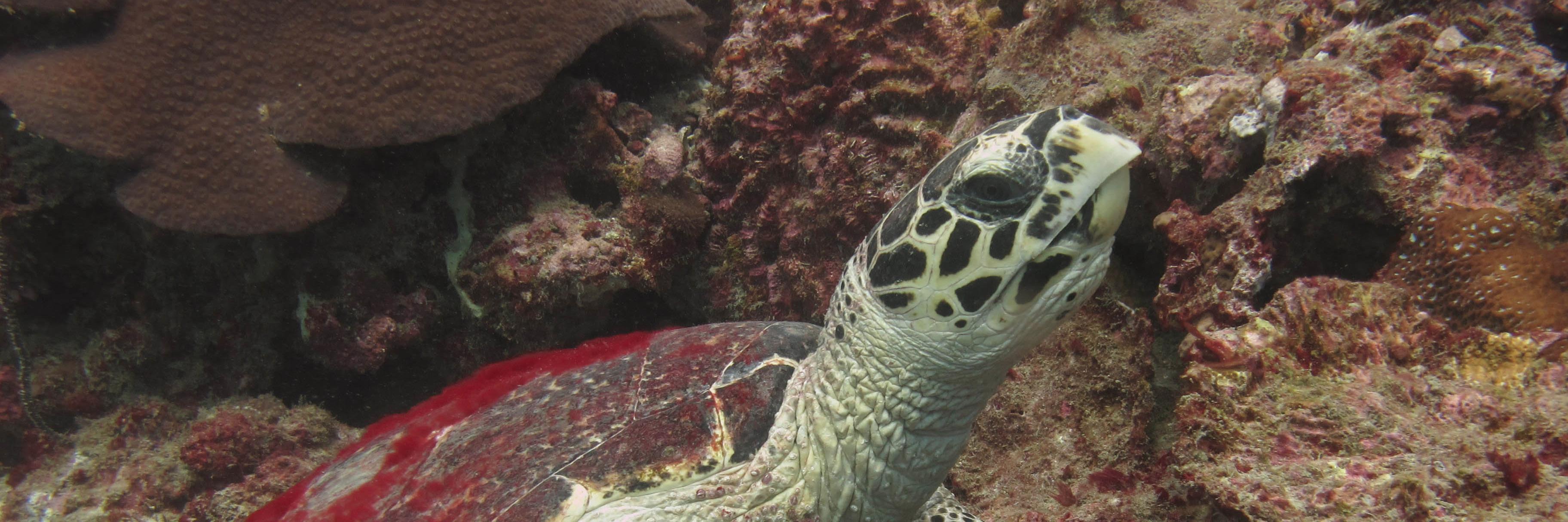 BlueViewDivers's profile banner image
