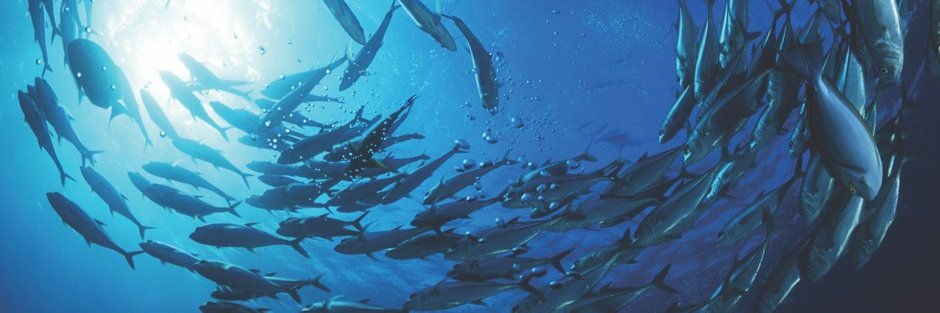 Chris Bryson Ⓥ banner