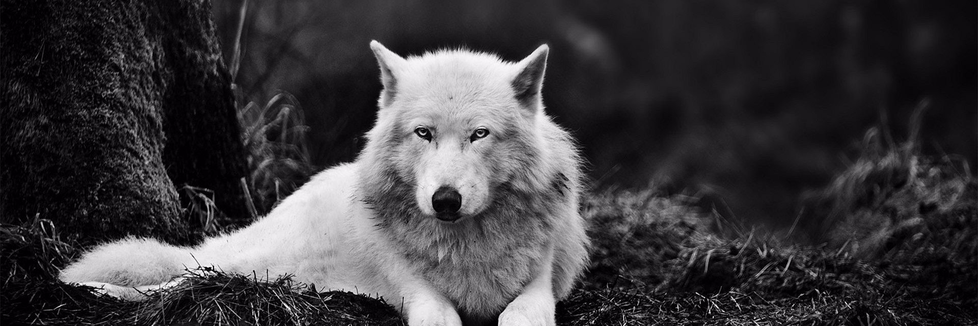 Veverica Lesnikovic banner