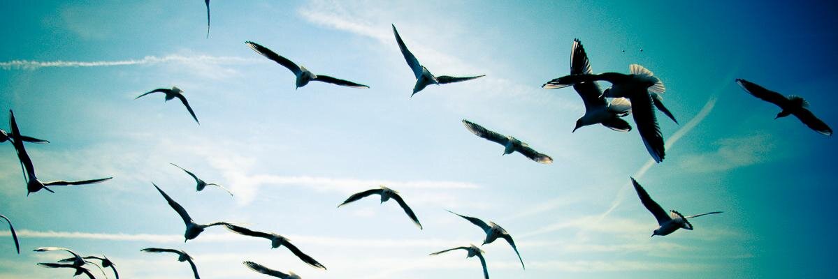roccomal63's profile banner image