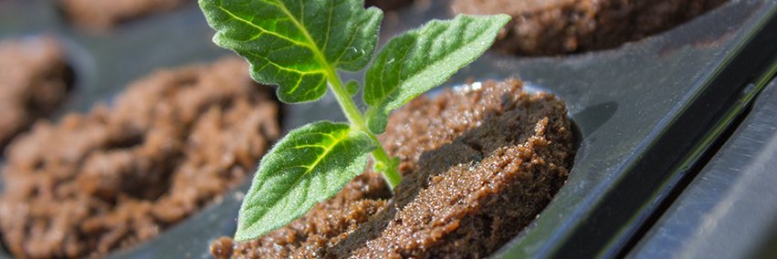 Propagateplants's profile banner image