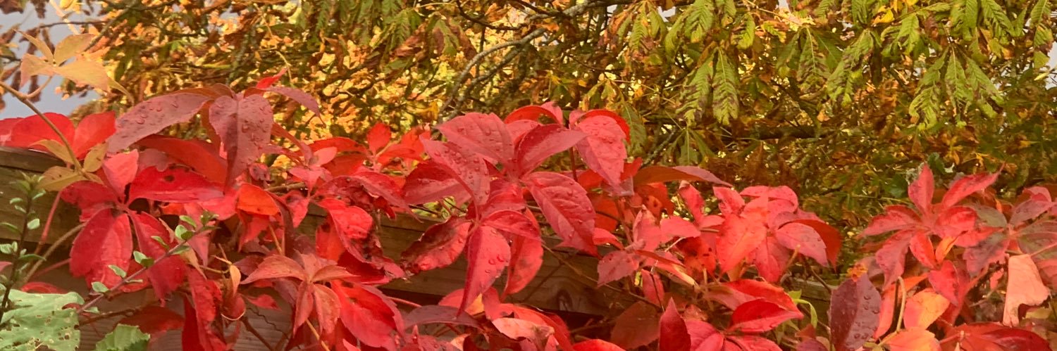 Katy banner
