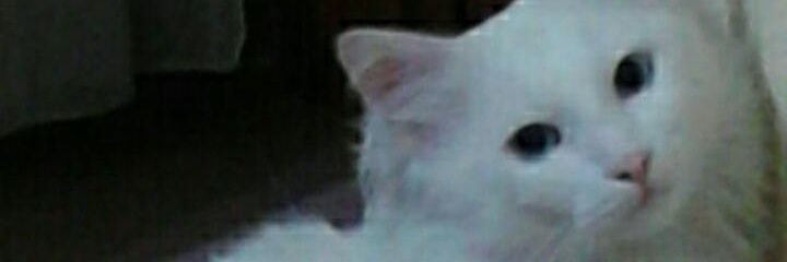 leticiacarmonac's profile banner image