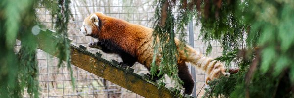 SafariNiagara Profile Banner