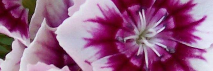 stq52's profile banner image