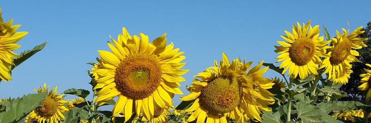 Lu_Tozzini's profile banner image