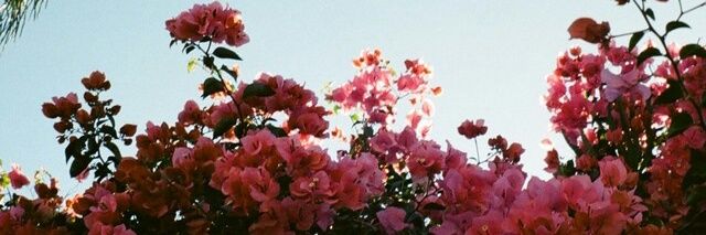 sonnblow's profile banner image