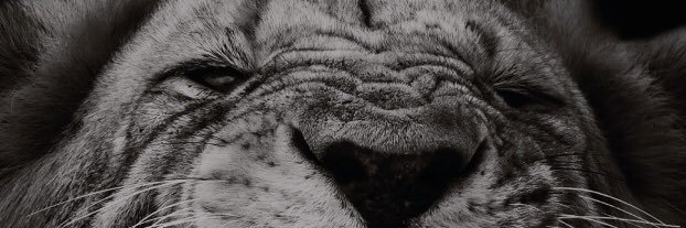 stefanostefani8's profile banner image