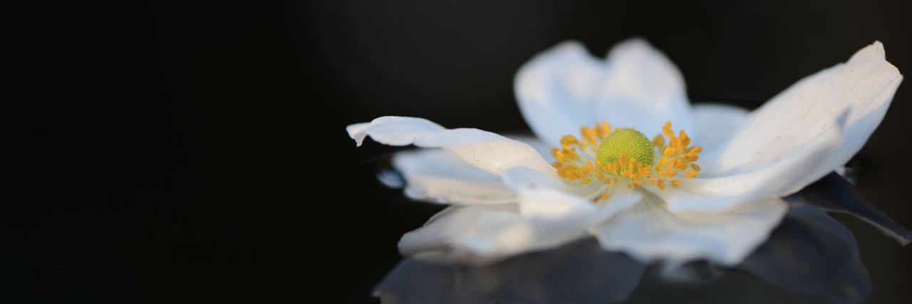 SempleBegg's profile banner image