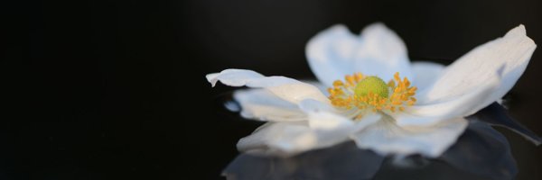 SempleBegg Profile Banner