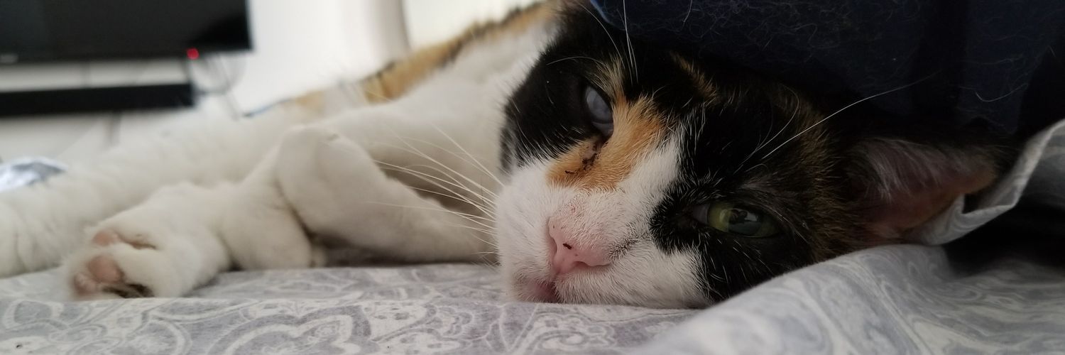 stellavets's profile banner image