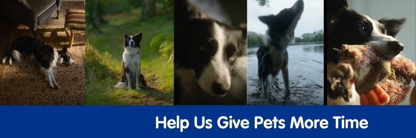 The Irish Blue Cross banner