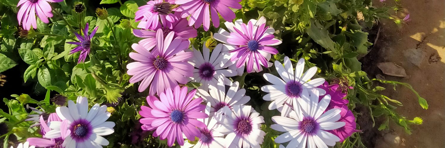 kapilchandel4's profile banner image