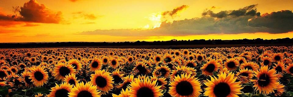 Emily'Memlin'Martin banner