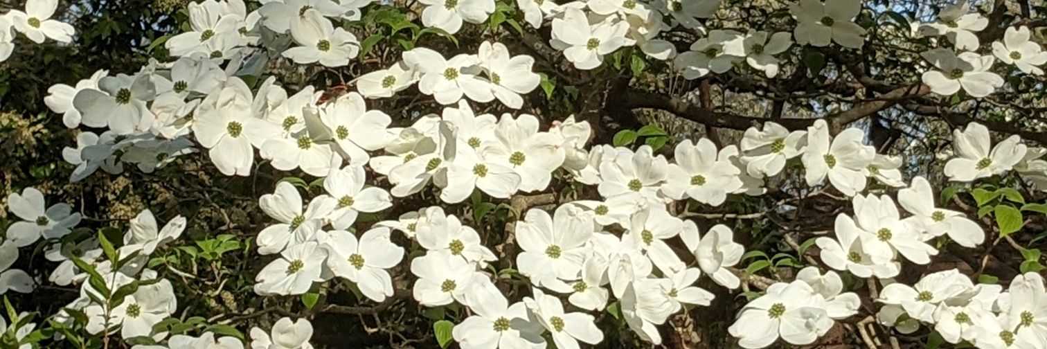 Meredith McLendon banner