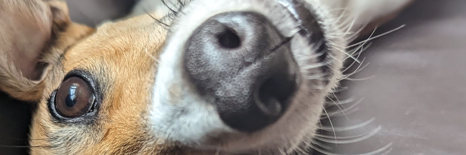 🅡ogerio Di Brunico 🍒 banner