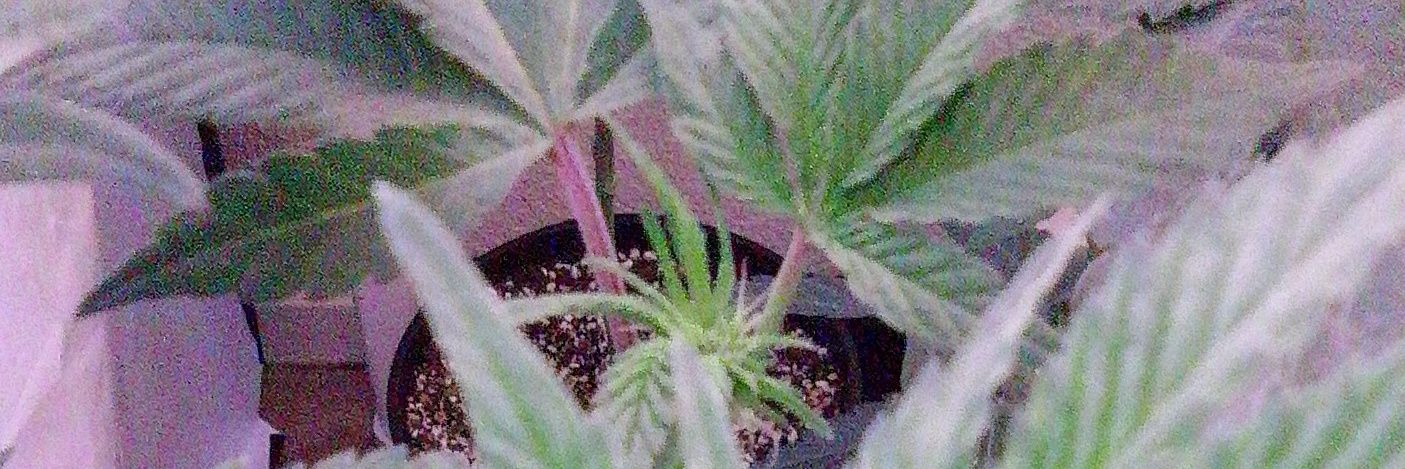 dewbie420's profile banner image