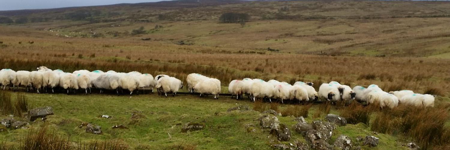 Lawrence O'Kane banner
