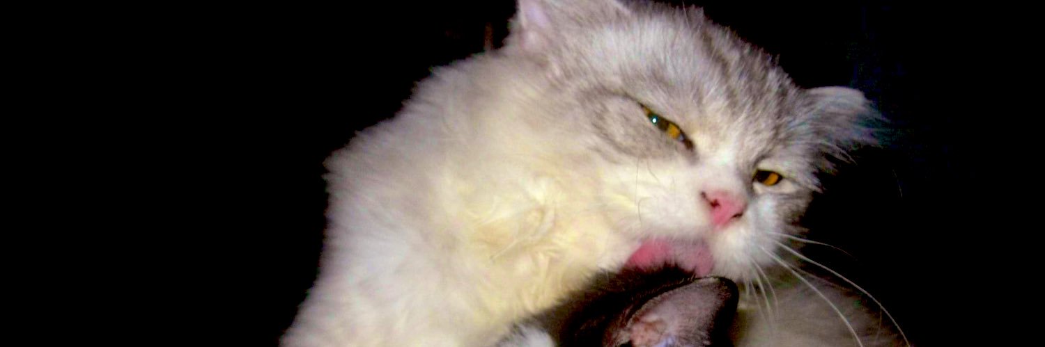 benjamalie's profile banner image