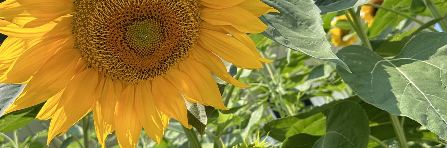 S_Torok's profile banner image