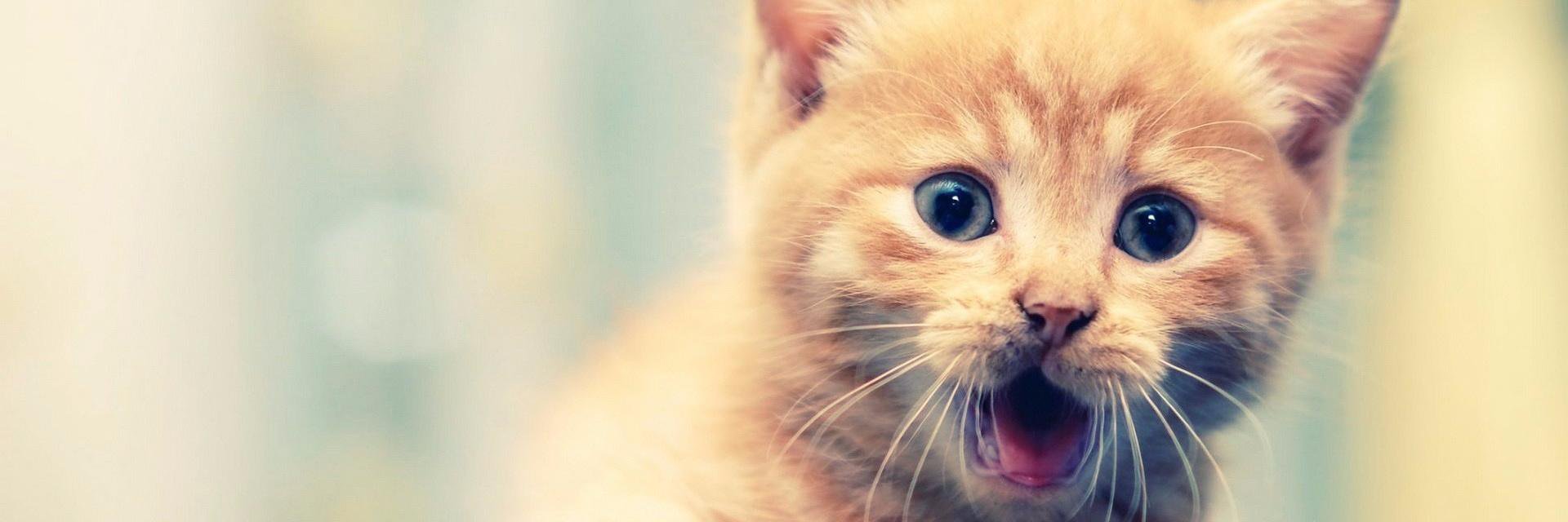 CatKaile's profile banner image
