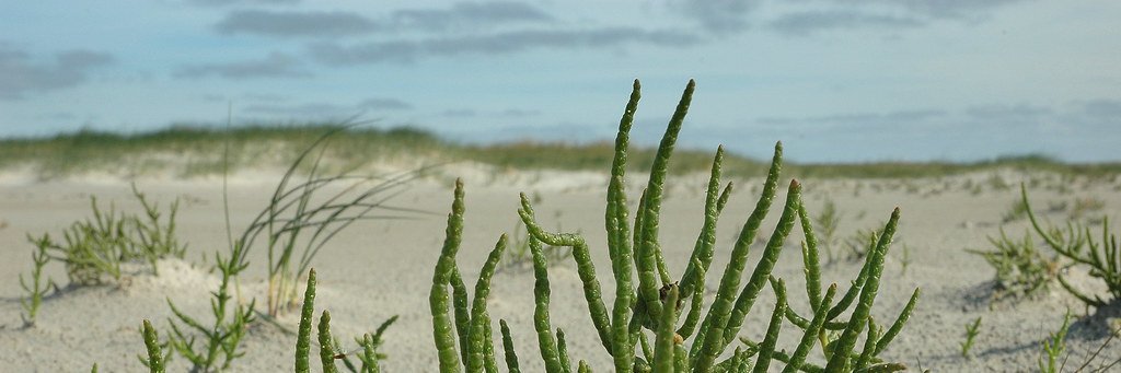 Sali_Corne's profile banner image