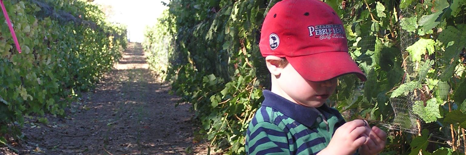 Volcano Vineyards banner