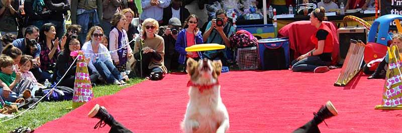 SFdogfest's profile banner image