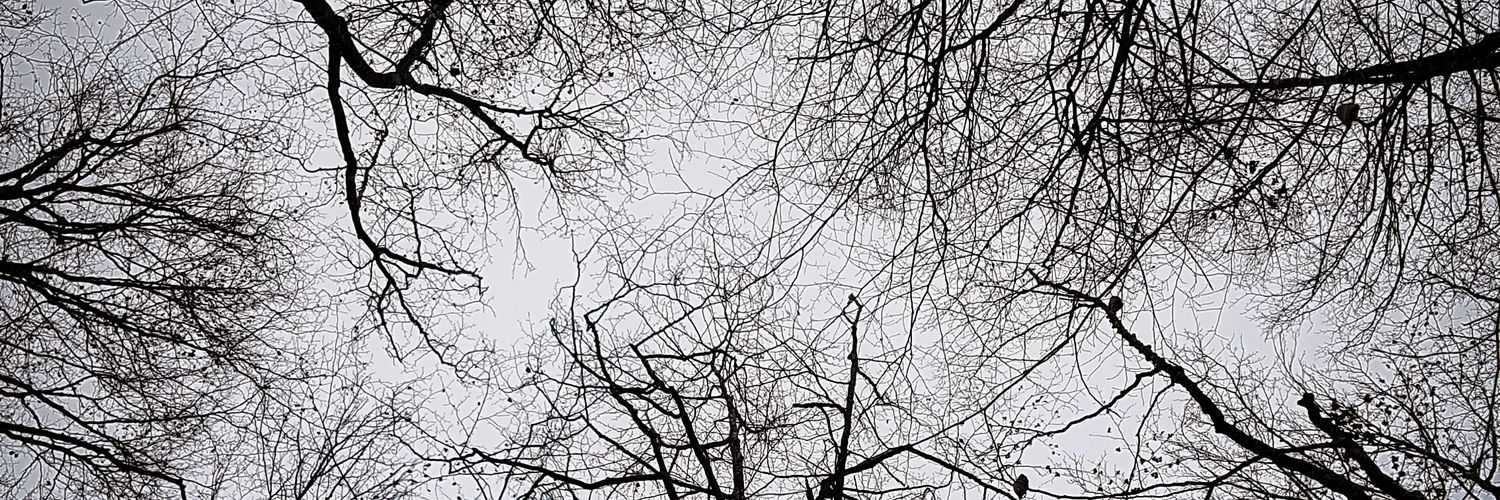 _sethcarbo's profile banner image