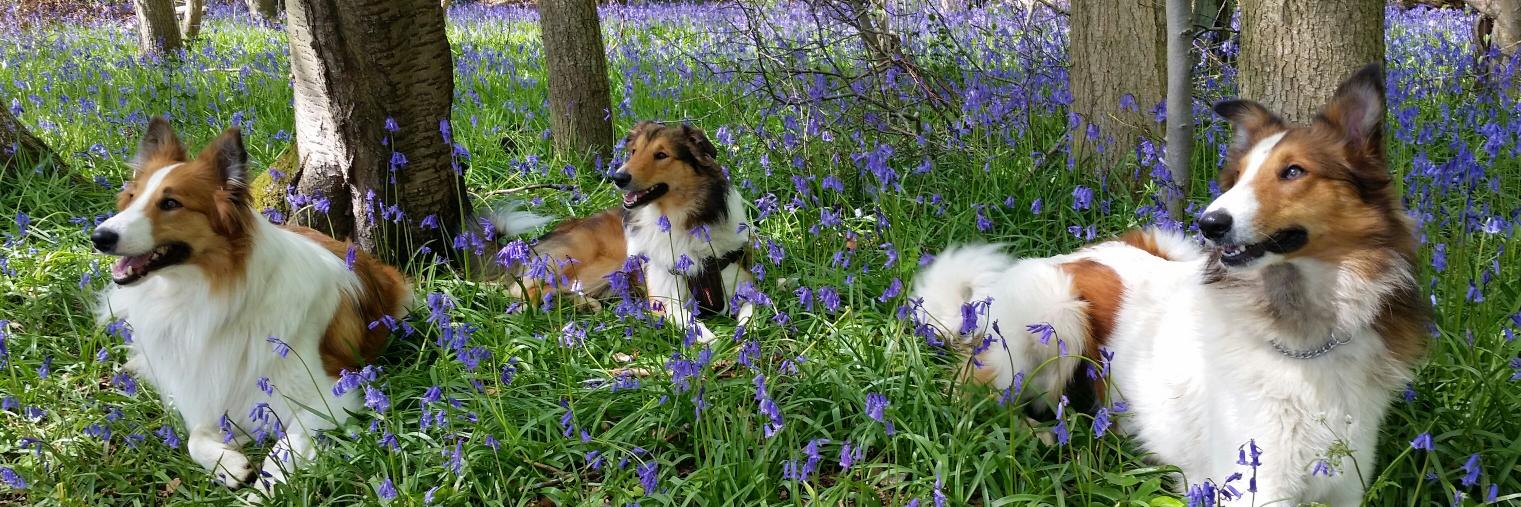 Maria Earley💙 banner