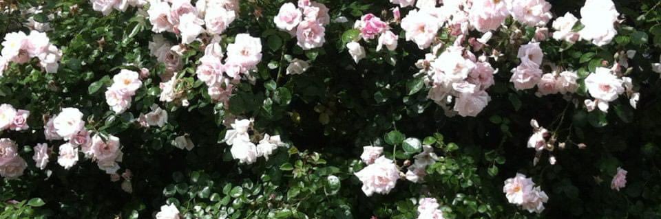 claudlindner's profile banner image