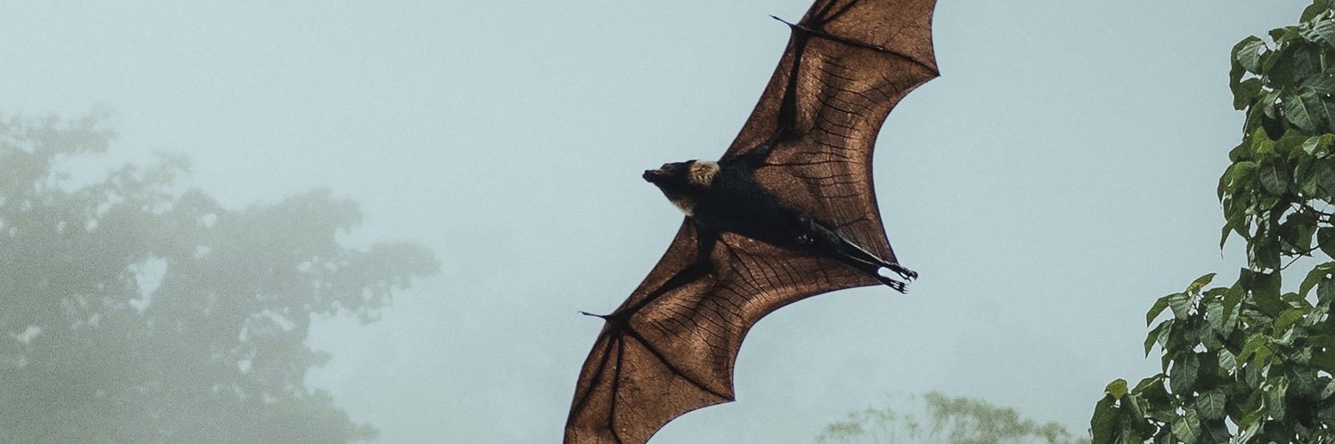 bat is short for batthew banner