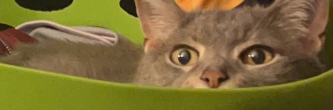 Lexie_Merk's profile banner image