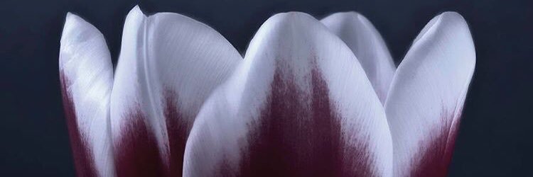 cholpon's profile banner image