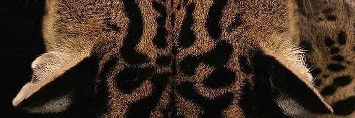 dcloi's profile banner image