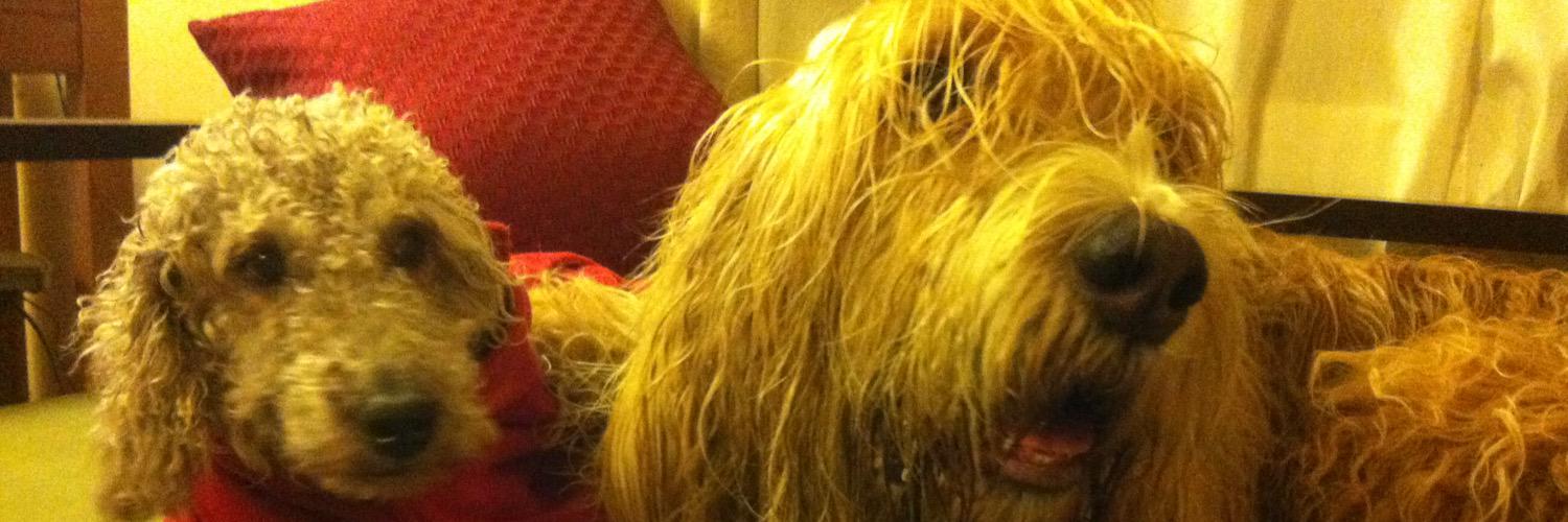 Cafeterrier's profile banner image
