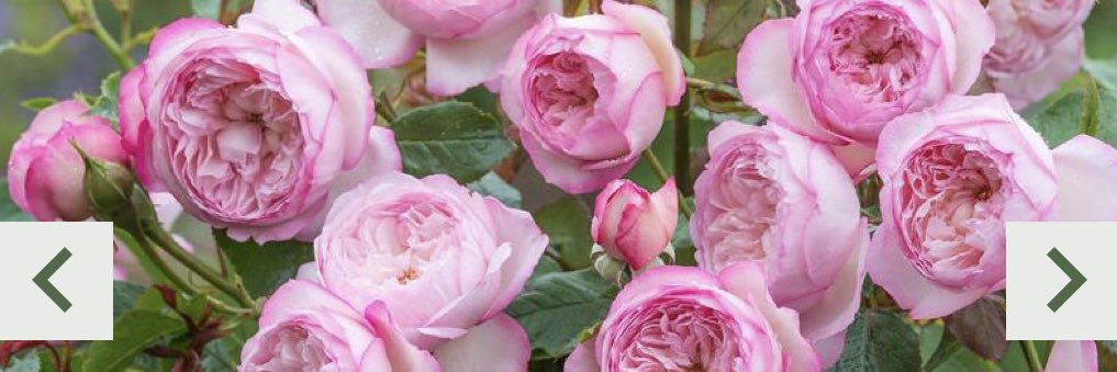 Alexandra Evans 🇬🇧 banner