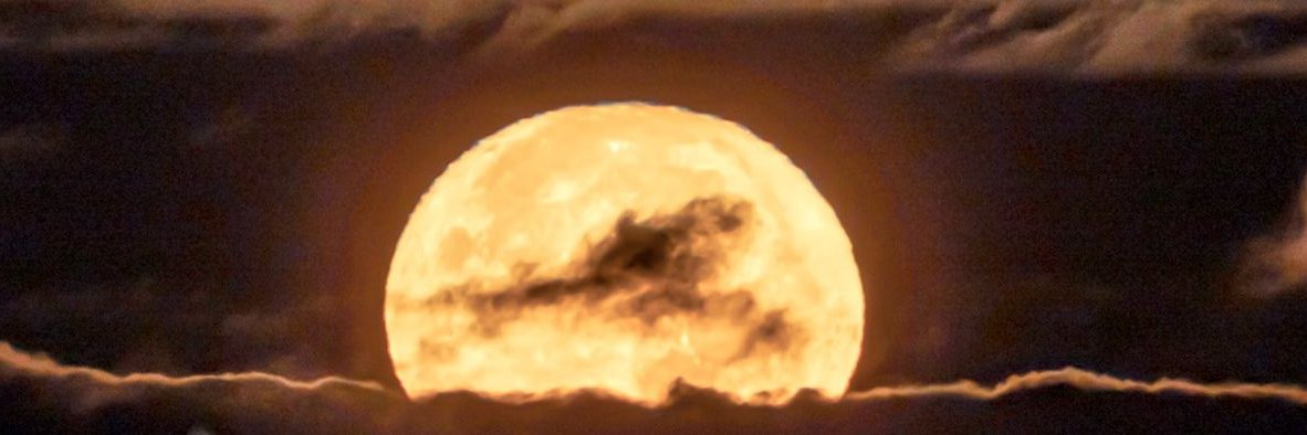 Fearless Hyena banner