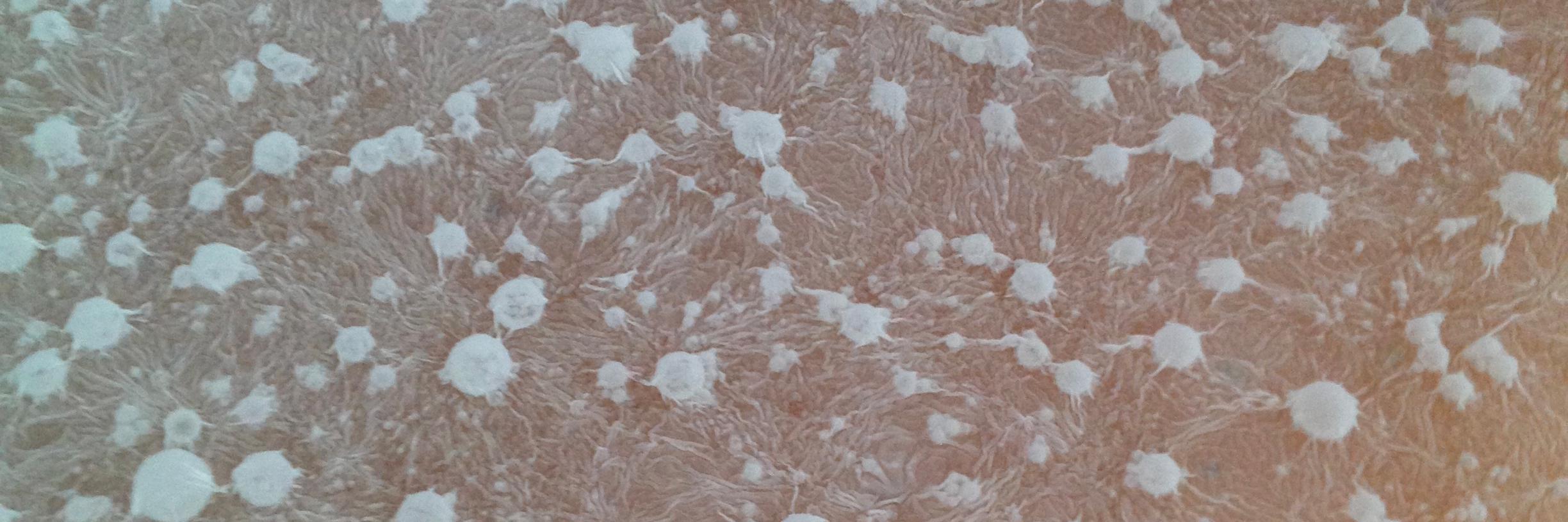 Robin Head-Fourman banner