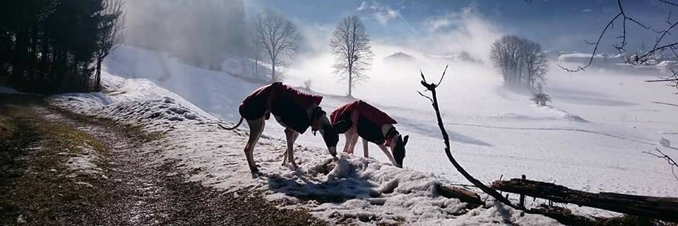 Greyhound Gap banner