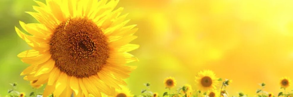SharondaFaison's profile banner image