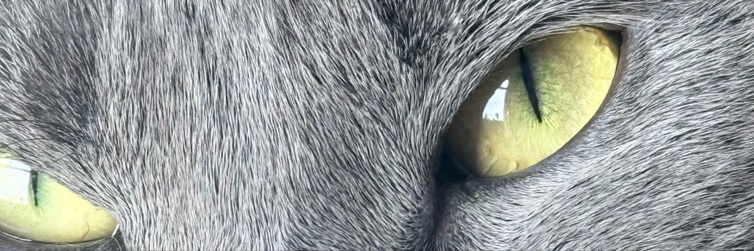 MonkeyDBriel's profile banner image
