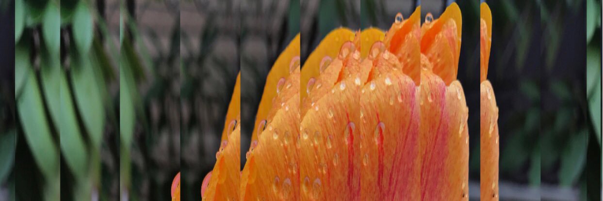 JustinFishDOG's profile banner image