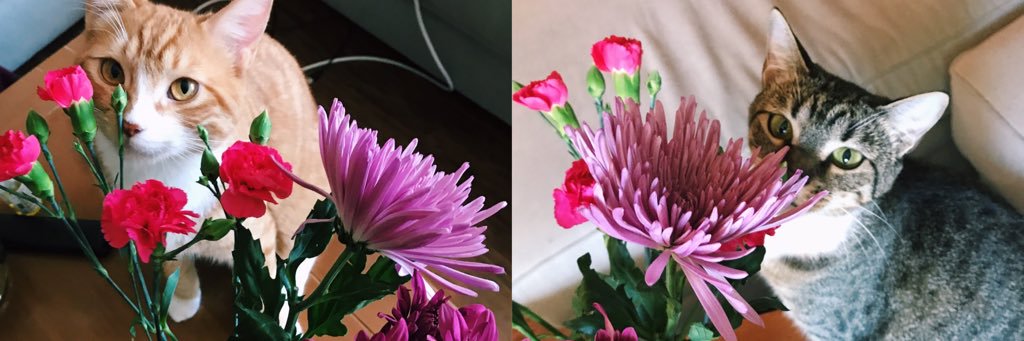 Ericababbyy's profile banner image
