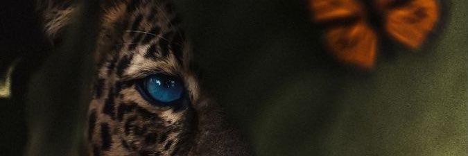 evewc's profile banner image